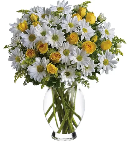 Amazing Daisy - Image 3