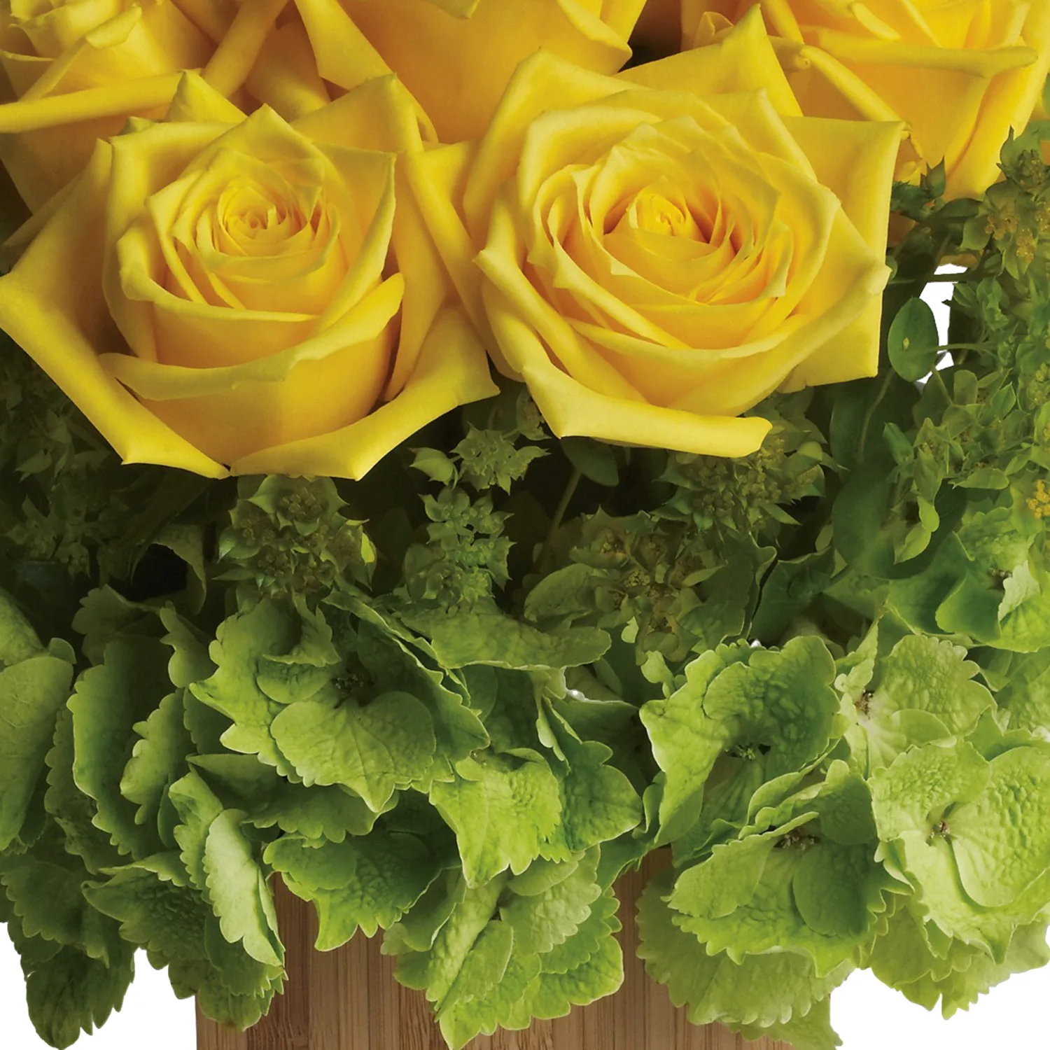 Box of Sunshine - Image 4