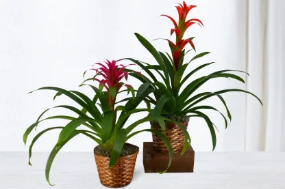 Bromeliad - Image 2
