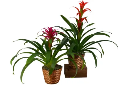 Bromeliad - Image 3