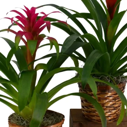 Bromeliad - Image 4
