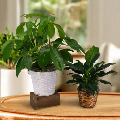 Indoor Green Plants - Image 2