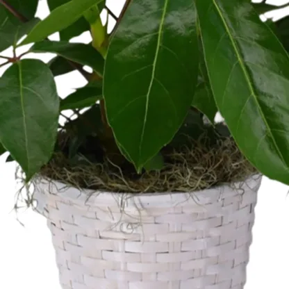 Indoor Green Plants - Image 4