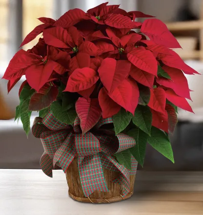 Large Red Poinsettia - Image 2