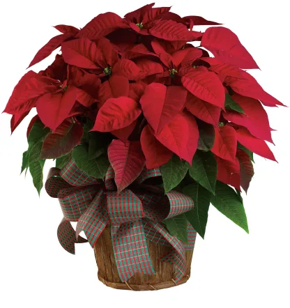 Large Red Poinsettia - Image 3