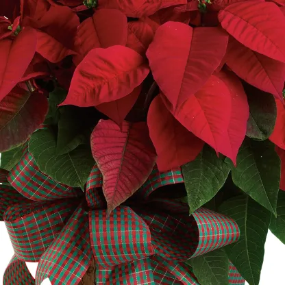 Large Red Poinsettia - Image 4