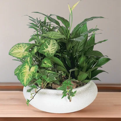 Medium Dish Garden - Image 2