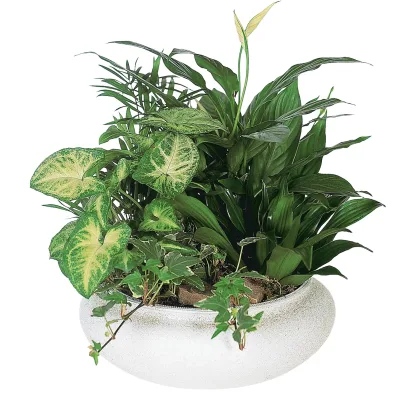 Medium Dish Garden - Image 3