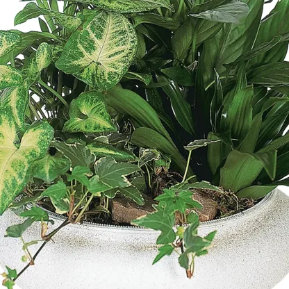 Medium Dish Garden - Image 4