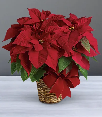 Red Poinsettia SM-MD - Image 2