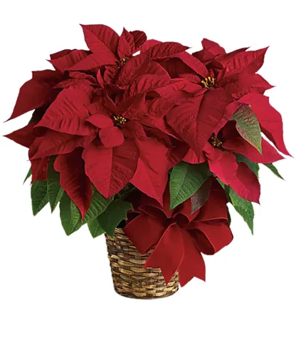 Red Poinsettia SM-MD - Image 3