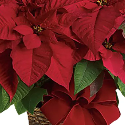 Red Poinsettia SM-MD - Image 4