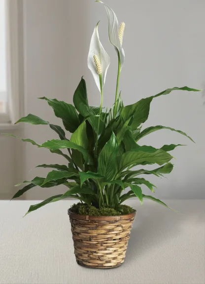 Simply Elegant Spathiphyllum (Large) - Image 2