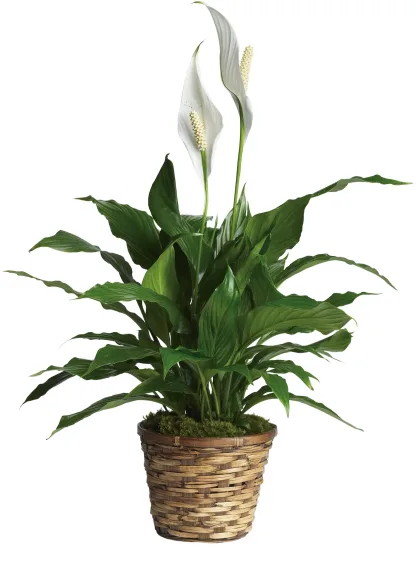 Simply Elegant Spathiphyllum (Large) - Image 3