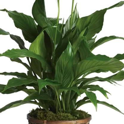 Simply Elegant Spathiphyllum (Large) - Image 4
