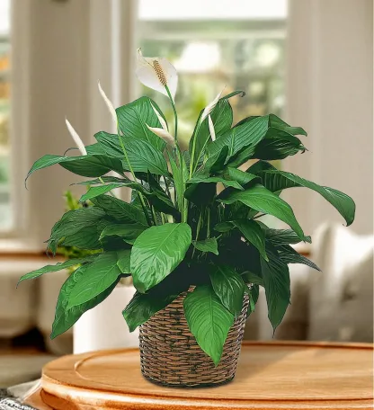 Simply Elegant Spathiphyllum (Medium) - Image 2