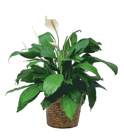 Simply Elegant Spathiphyllum (Medium) - Image 3