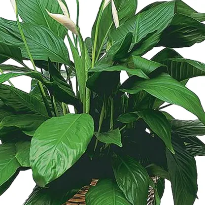 Simply Elegant Spathiphyllum (Medium) - Image 4