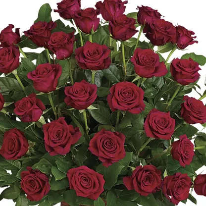 Teleflora's Rose Tribute Bouquet DX - Image 4