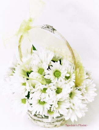 Country Fresh Daisies