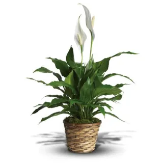 Plants
