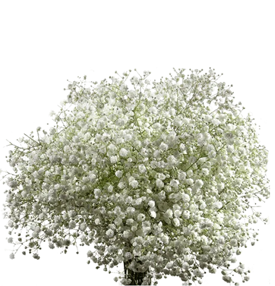 Baby’s Breath (Gypsophila) thumbnail