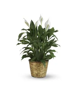 Simply Elegant Spathiphyllum (7 1/2")