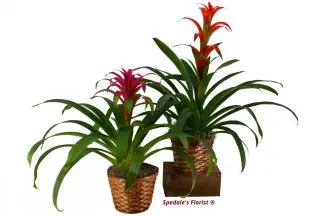 Bromeliad