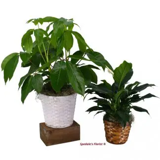 Indoor Green Plants