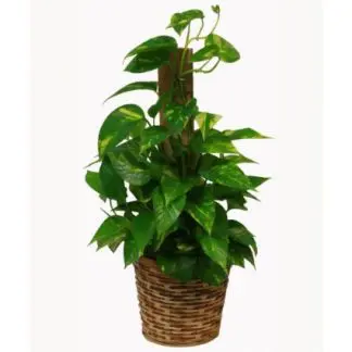 Pothos Pole Plant