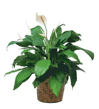 Simply Elegant Spathiphyllum (Medium)