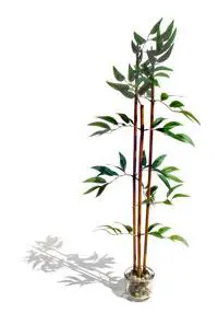 Houseplant care tips from your local florist