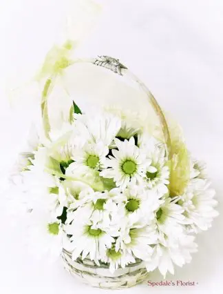 Country Fresh Daisies