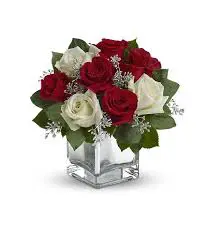 Christmas Roses