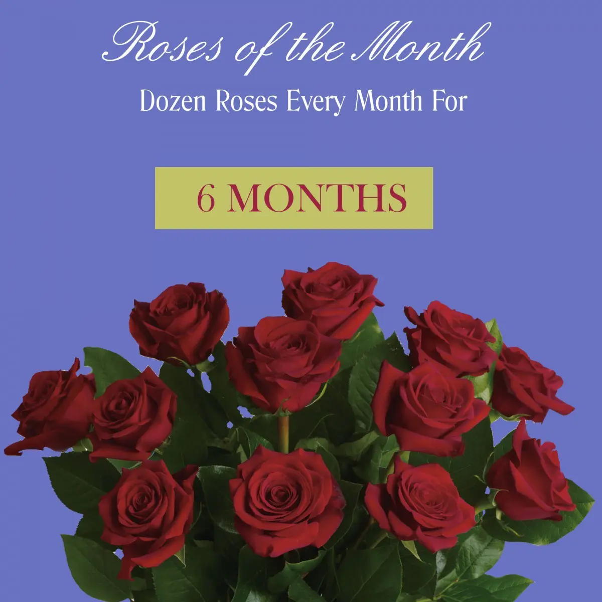 Roses Of The Month - 6 Months