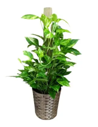 Pothos Pole Plant