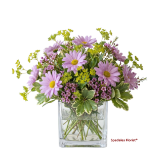 Lavender Daisies