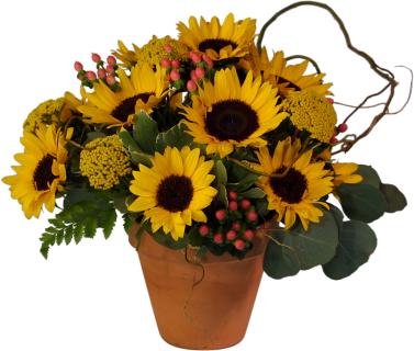 Garden Sunflowers