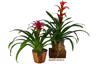 Bromeliad