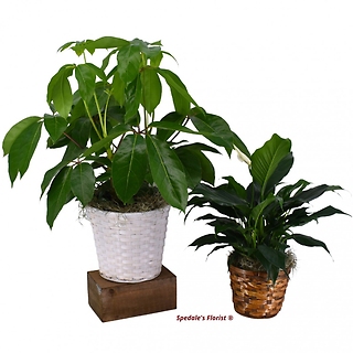 Indoor Green Plants