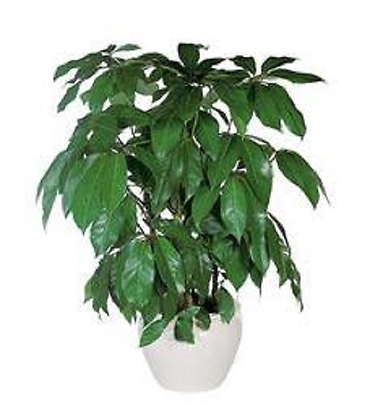 Schefflera Plant