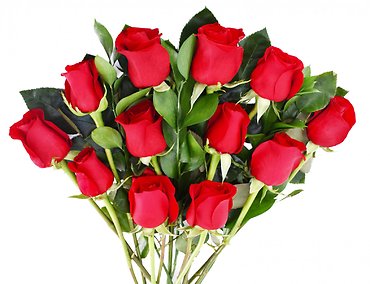 One Dozen Red Roses