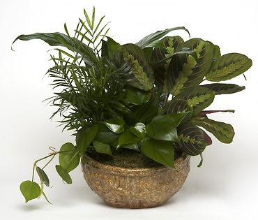 Small Dish Garden