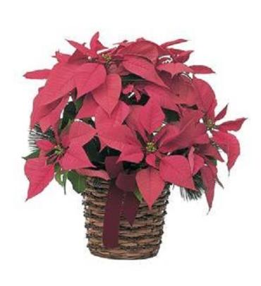 Pink Poinsettia