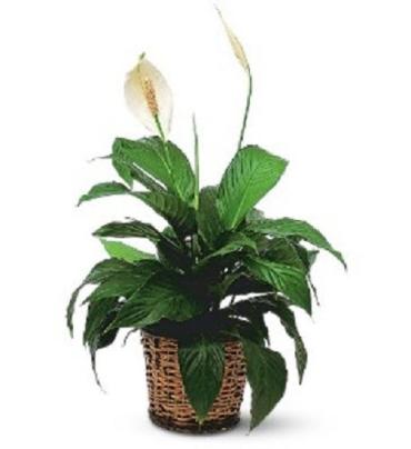 Simply Elegant Spathiphyllum (Small)