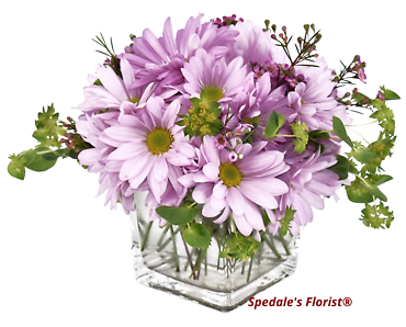 Lavender Daisies