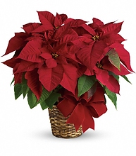 Red Poinsettia SM-MD