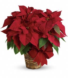 Red Poinsettia SM-MD