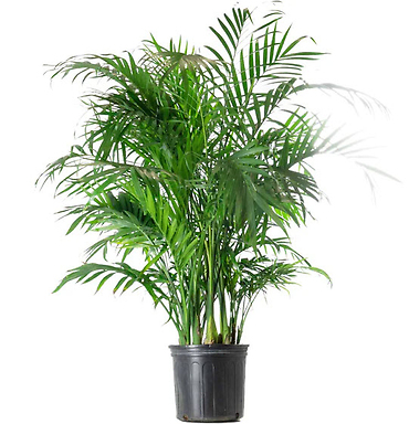 Cat Palm Plant